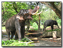 Elephant sanctuary, Punnathur Kotta