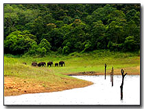 Elephants, Thekkady